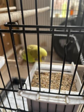 Image 3 of Budgies with cage bonded pair