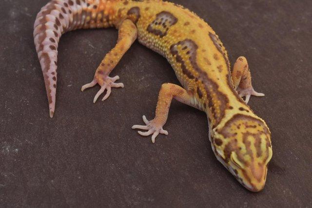 Image 2 of 2023 Leopard gecko Hatchlings available