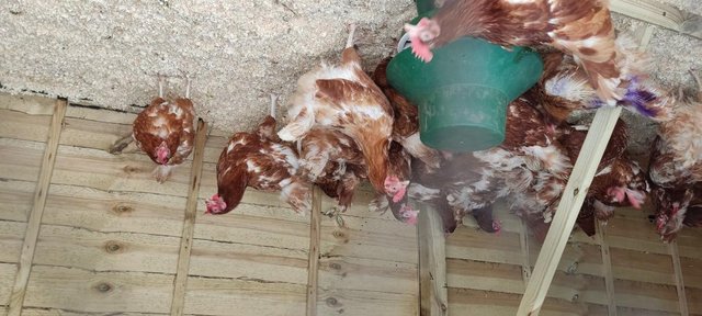 Image 2 of Rescued Warren Laying Hens for Sale