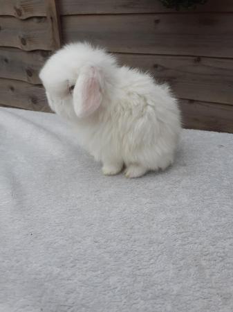 Image 4 of **Stunning mini lop baby boy vaccinated**