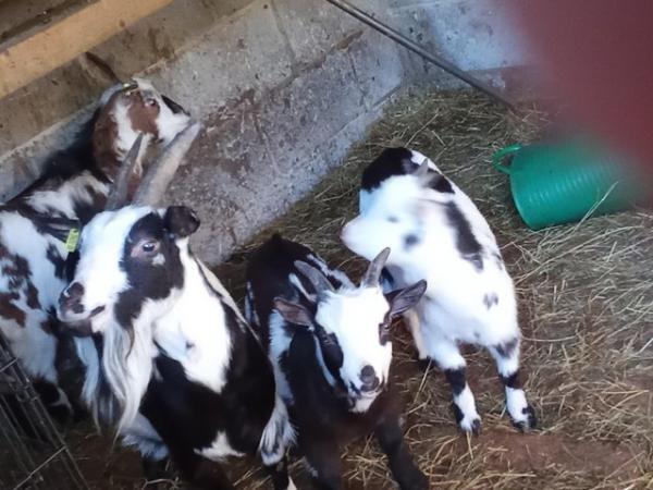 Image 2 of Young pygmy goats about ,six. Months old