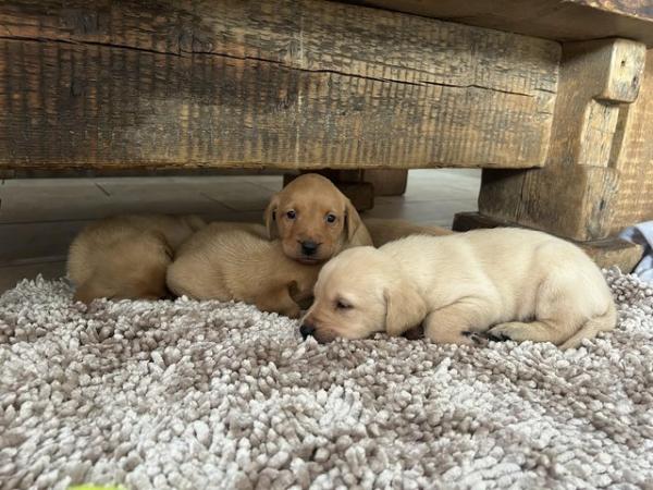Image 7 of FT Champion KC Labrador Puppies from Health tested parents