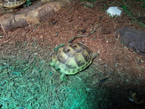 Image 3 of Baby Spur Thigh Tortoises for sale