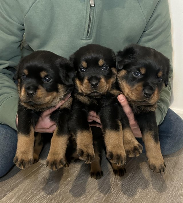 Preview of the first image of KC Registered Rottweiler Puppies (Update 2 boys left).