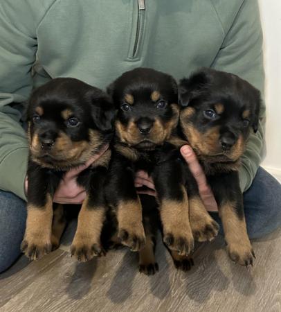 Image 1 of KC Registered Rottweiler Puppies (Update 2 boys left)