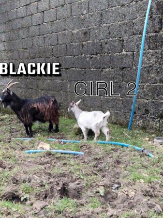 Image 2 of Male and female pygmy goats available. Kids and older nannys