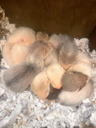Image 2 of Ferret kits ready July 4th mixed litter
