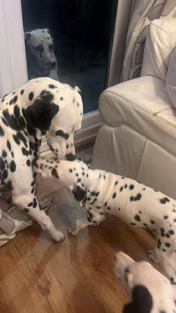 Image 3 of Last Dalmatian puppy looking for his forever home