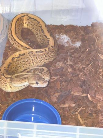 Image 3 of Variety morph ball pythons male & female