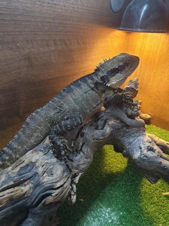 Image 3 of Proven pair of Australian water dragons lizards