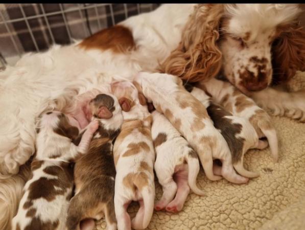Image 4 of Stunning KC & DNA clear Show Cocker Spaniels Puppies