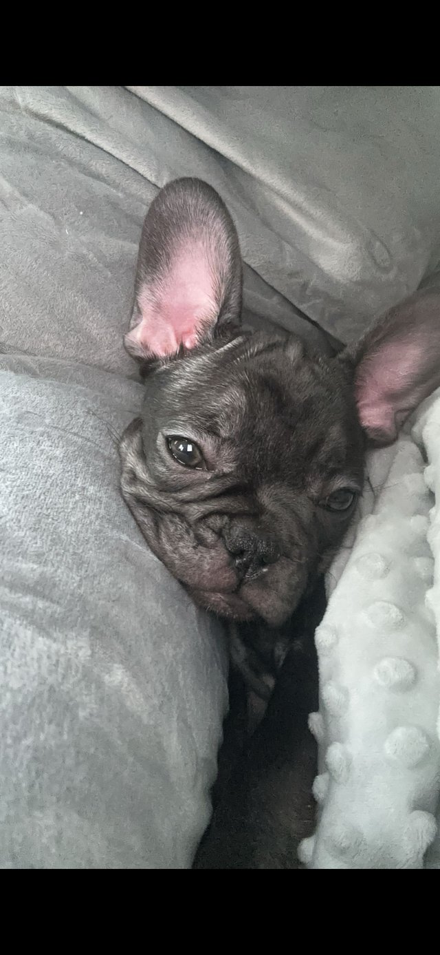Preview of the first image of 3 month old female frenchie.