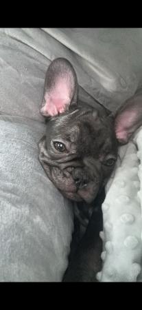Image 1 of 3 month old female frenchie