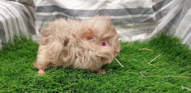 Image 15 of Lovely Bonded Male Guinea Pigs Various Breeds