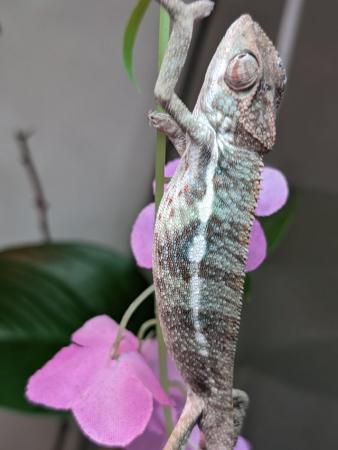 Image 2 of Juvenile Panther Chameleons For Sale