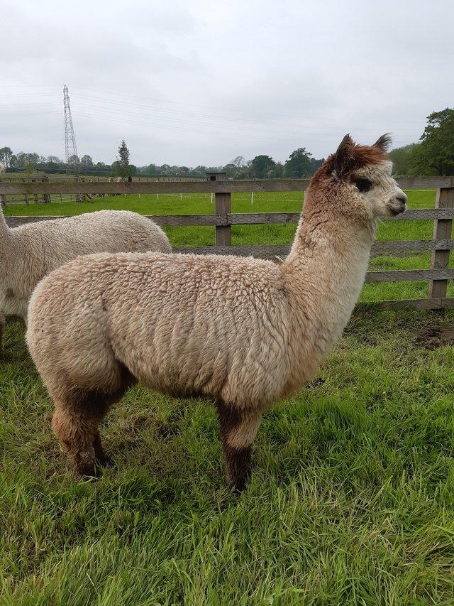 Preview of the first image of 2 year old rose grey female Alpaca for sale.