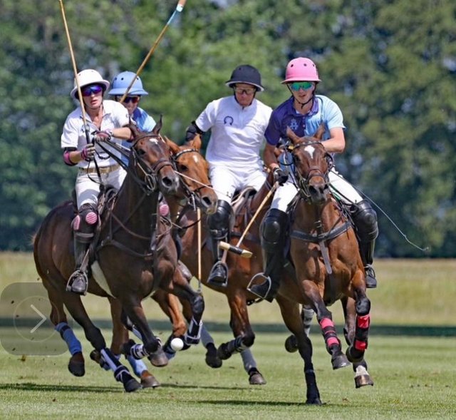 Preview of the first image of Polo pony for sale has been a valuable part of our string.