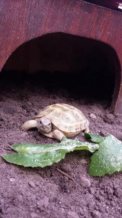 Image 5 of Baby horsfield tortoises