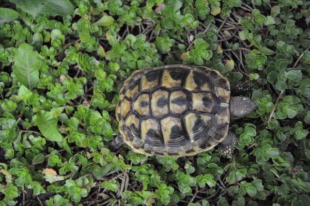 Image 7 of Speedy, the three year old Hermann's tortoise is for sale