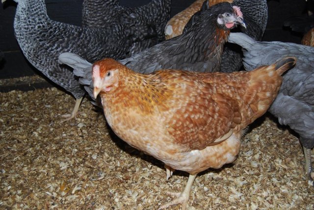 Preview of the first image of Chickens/Hybrids for Sale Various Breeds.