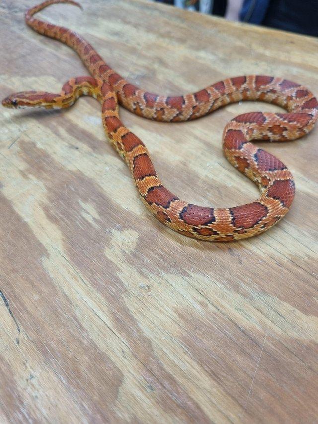 Preview of the first image of Stunning Carolina Corn Snake.