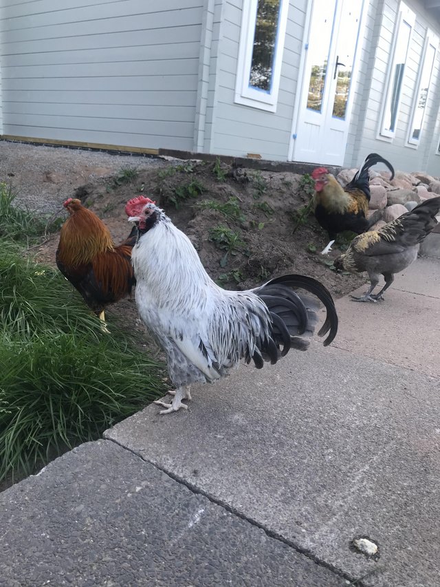 Preview of the first image of Unique Bantam Boys Seek Hens To Protect.