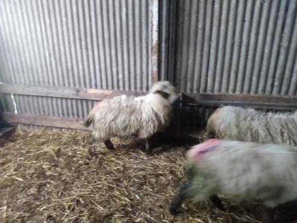 Image 14 of Valais Blacknose Cross Lambs, born 2023. Excellent pets or .