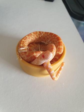 Image 1 of Albino Sonoran Gopher snake babies for sale
