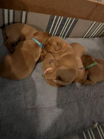Image 5 of Stunning Fox Red Labs for sale