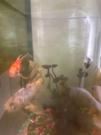 Image 4 of Fish tank  set up with 2 fish