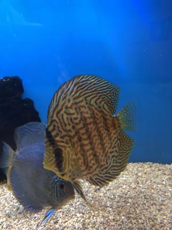 Image 7 of 12 Chens Discus for sale