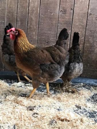 Image 5 of Welsummer Large Fowl Hatching Chicken eggs x 6