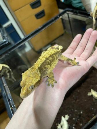 Image 7 of 8 breeding pairs of crested geckos