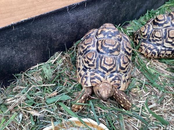 Image 2 of Leopard Tortoises 5 year olds.