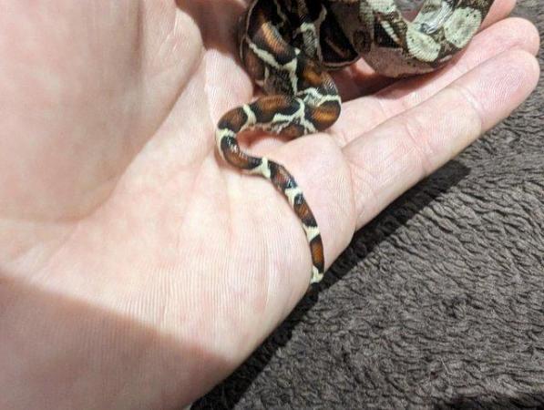 Image 13 of Baby Boa Constrictor Imperator