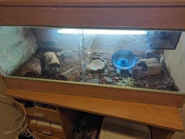 Image 3 of 4 year old redfoot and vivarium for sale