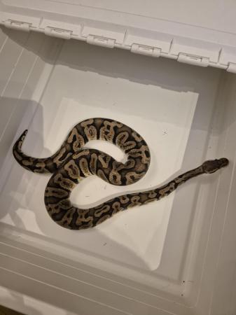 Image 2 of Royal python pastel ghi