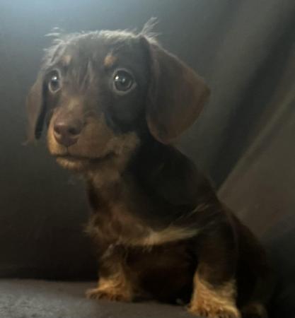 Image 4 of Beautiful miniature Wirehair dachshunds