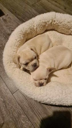 Image 7 of 2 platinum puppies kc registered