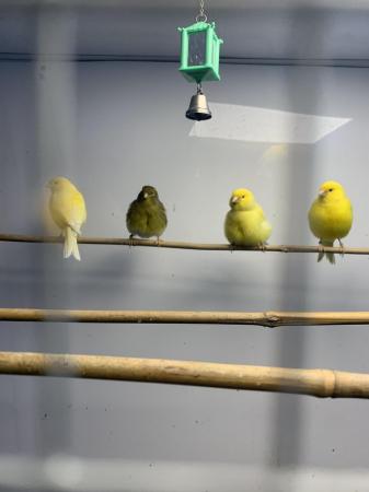Image 1 of Various canary for sale cock and hens
