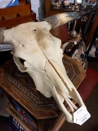 Image 2 of Large Beef Cow Skull and horns
