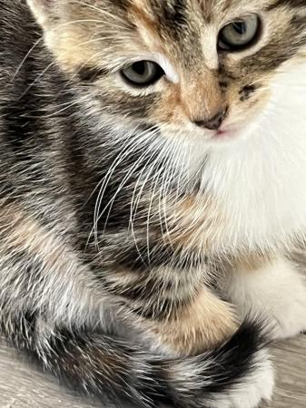 Image 2 of 4 Beautiful Tabby x Siamese kittens