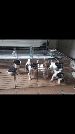 Image 1 of Parson jack Russell pups