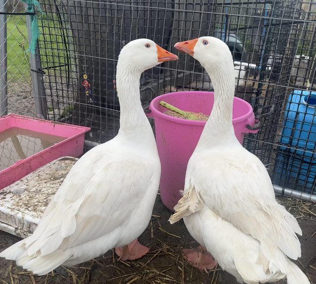 Preview of the first image of Ebdem Geese pair bonded.