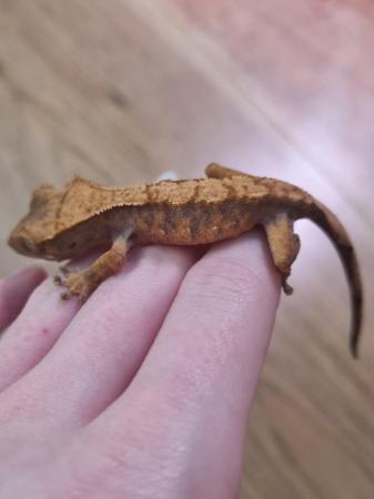 Image 6 of CB23 - Crested Gecko for sale