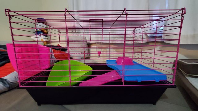 Image 5 of Small pet cage (not suitable for hamsters)