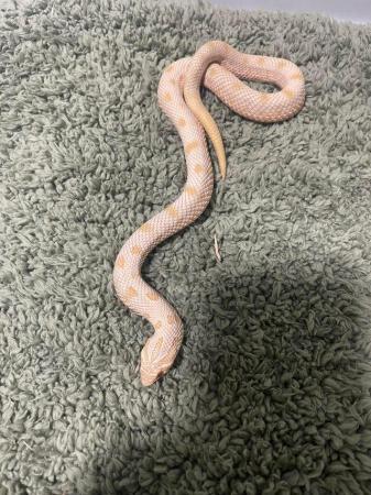 Image 3 of Hognose , gecko for sale( reptiles )