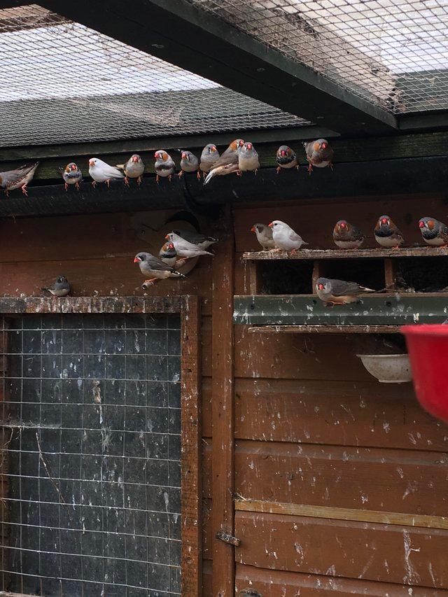 Preview of the first image of Zebra Finches in outside Avery.