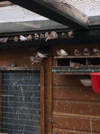 Image 1 of Zebra Finches in outside Avery