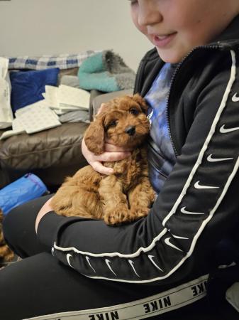 Poodle puppies for sale in Wolverhampton, West Midlands – 2 years old - Image 5 of 9